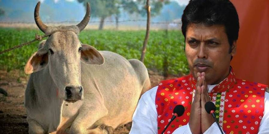 बीजेपी शासित त्रिपुरा का हाल, गोशाला में तीन महीने के भीतर 150 से ज्यादा गायों की मौत