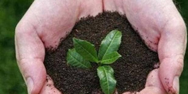 9 अगस्त को 'ग्रीन अर्थ' की सोच के साथ यूपी में लगेंगे 22 करोड़ पौधे