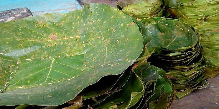 सिंगल यूज़ प्लास्टिक बैन कर, पत्तल-डोना को प्रमोट करेगी हिमाचल सरकार