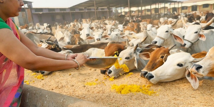 कमलनाथ सरकार में गौशालाएं होंगी स्मार्ट, गोबर-गौमूत्र एक्सपोर्ट करने का है प्लान