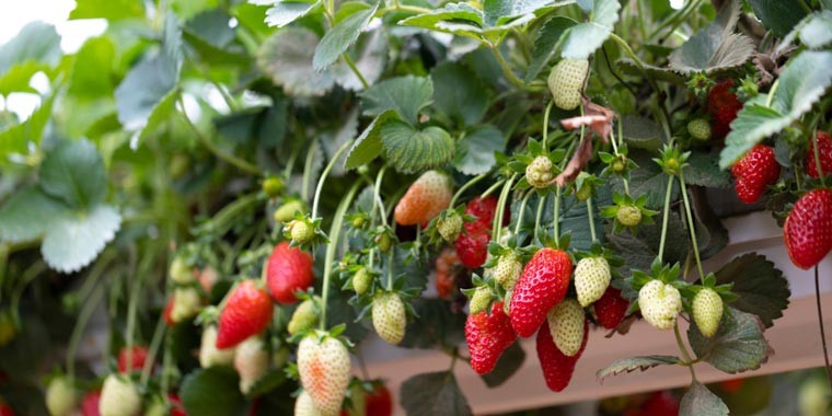Israel is bringing new agritech for farmers in Goa