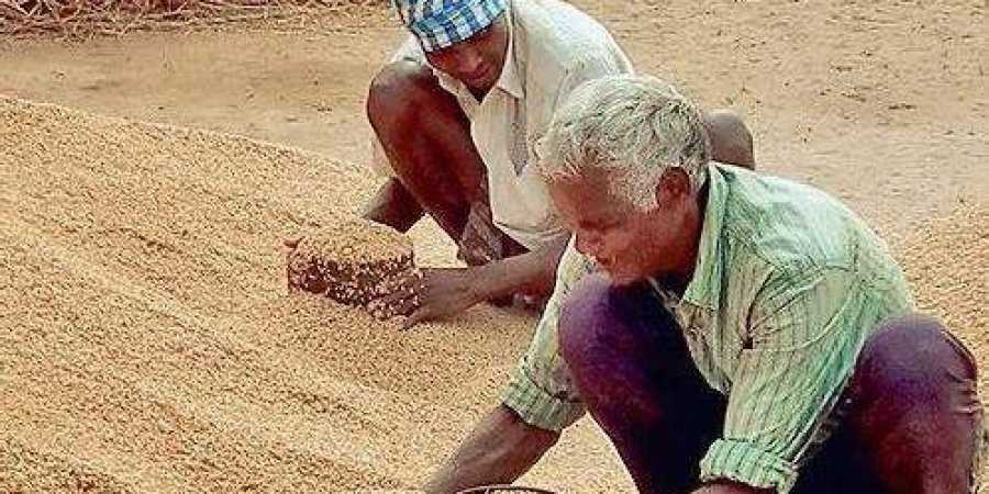Paddy conundrum farmer loses out in Odisha government’s data crunching