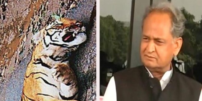 सरिस्का में बाघ एसटी-16 की मौत की प्रशासनिक जांच होगी: मुख्यमंत्री