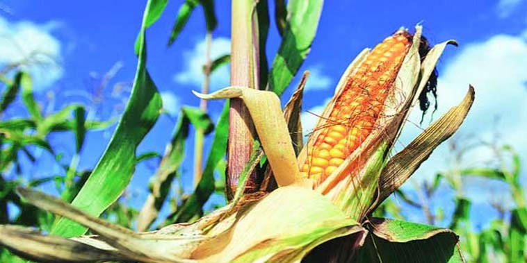 Haryana: Farmers in 7 paddy-growing districts agree to switch to maize under govt scheme to save groundwater
