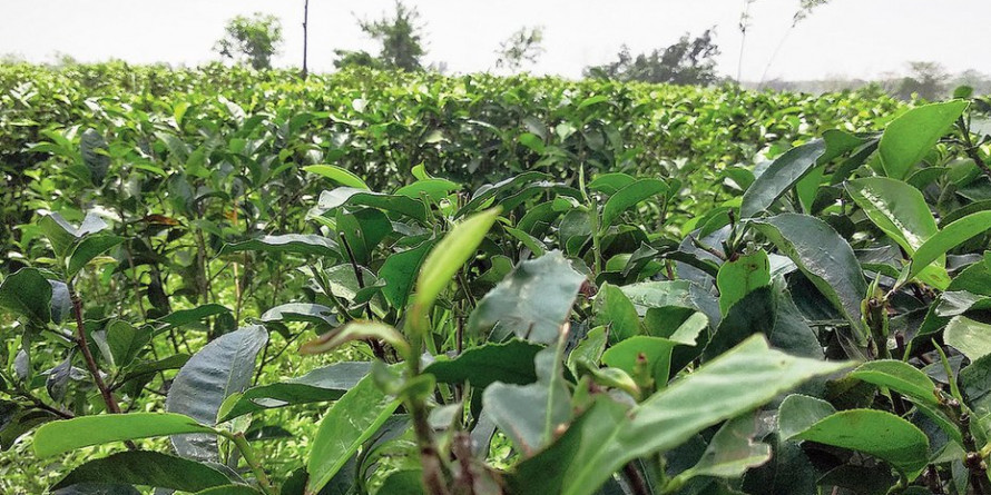 Bangladesh to buy Tripura tea: Biplab Kumar Deb