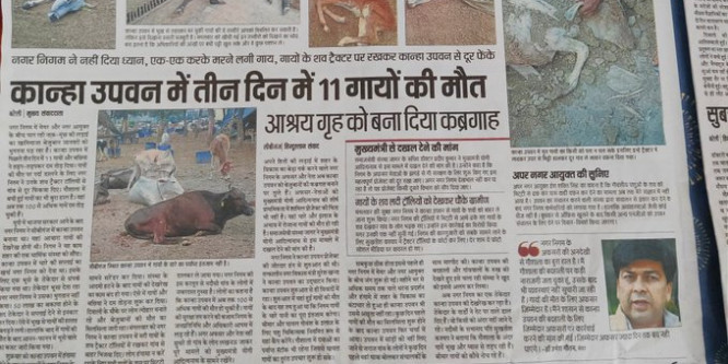 गायों के लिए कब्रगाह बना CM योगी का ड्रीम प्रोजेक्ट कान्हा उपवन, 100 गायों की मौत