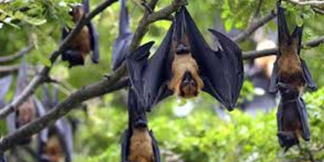 Nipah scare over, says Kerala Health Minister