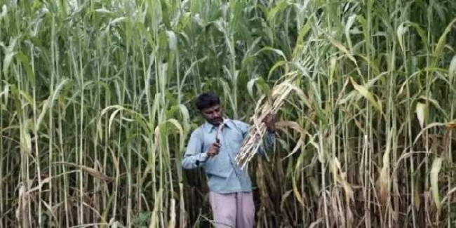 गन्ना किसानों को HC से बड़ी राहत, 15% ब्याज के साथ बकाया भुगतान के आदेश