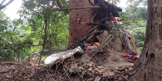 NGT directs Arunachal to take action against illegal logging