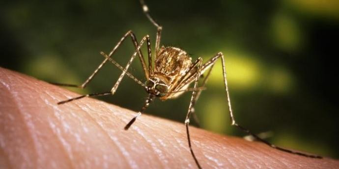 No Japanese encephalitis case in Arunachal; confirms official