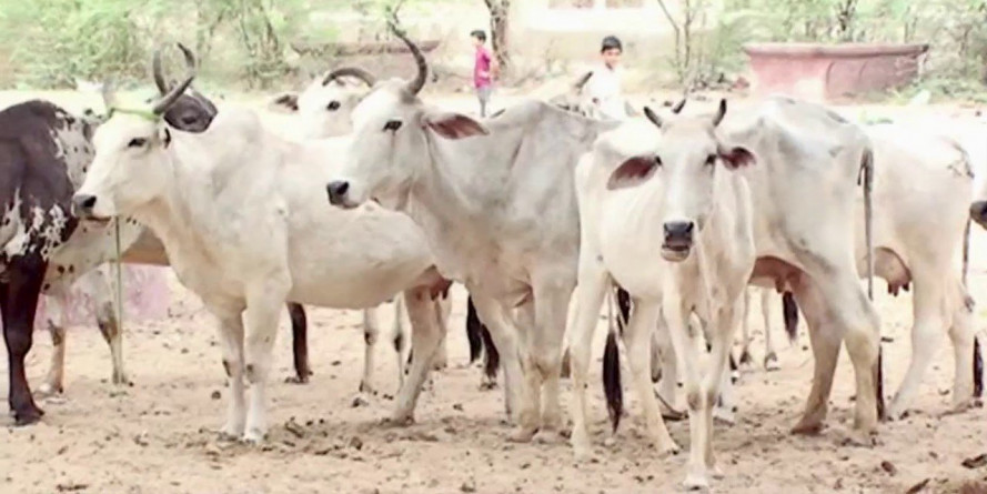 कमलनाथ सरकार बनाएगी 1000 गोशाला, कोई भी ले सकेगा गाय को गोद