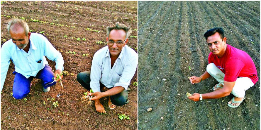 Gujarat: Dry spells loom large, crop failure likely in 6 districts