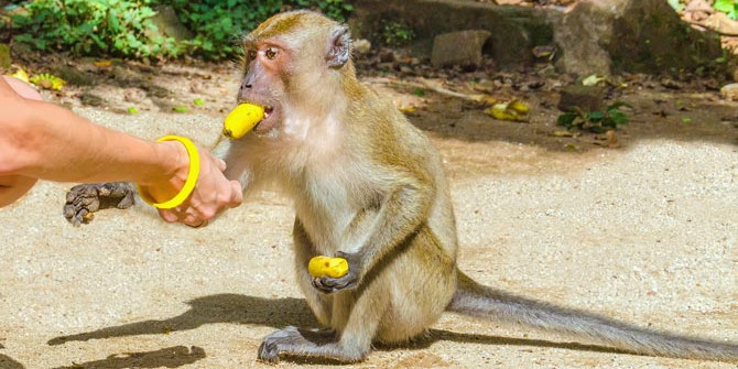 हिमाचल में बंदरों को न दें खाने-पीने की चीजें, हो सकती है सजा