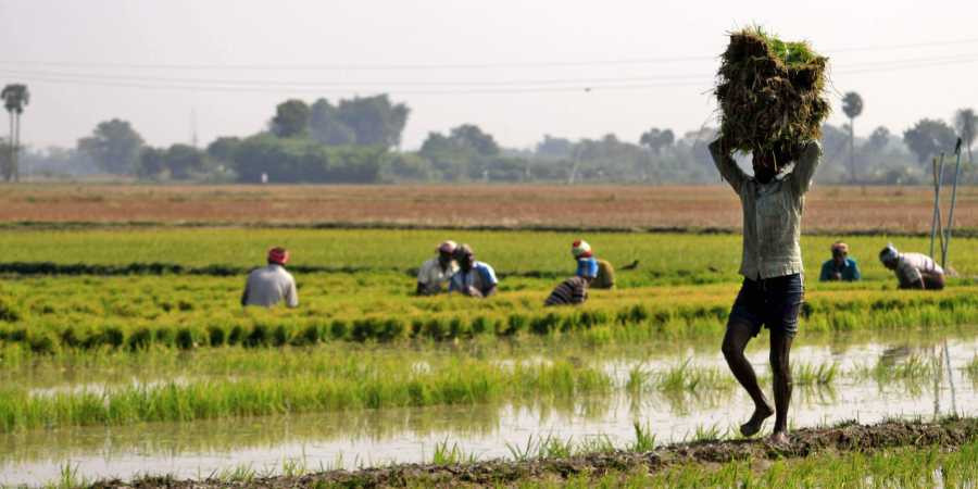 Tamil Nadu government begins Copra procurement at hiked rates under Price Support Scheme