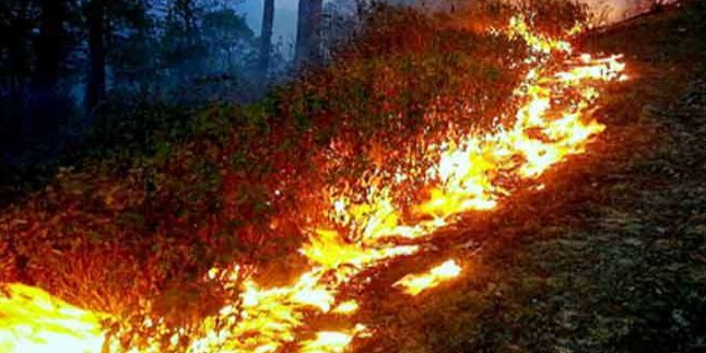 जंगलों में आग हो रही विकराल, वन विभाग लाचार; सरकार से मांगे हेलीकॉप्टर