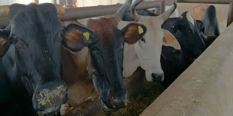 Madhya Pradesh govt tables cow vigilantism bill in state assembly