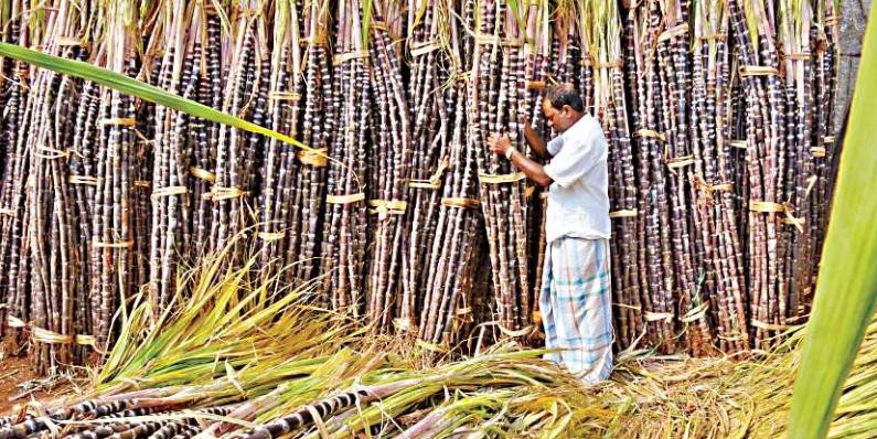 Sugarcane Farmers of Vellore Left in Lurch by Tamil Nadu Government
