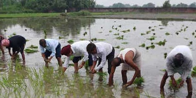 रोजगार का यह हाल, यहां एमए व बीए पास युवा कर रहे खेतों में धान रोपाई