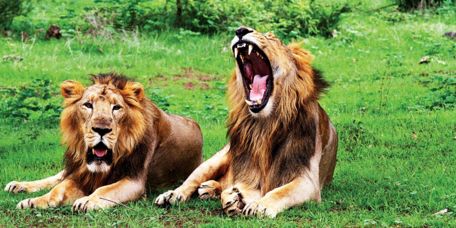 Gujarat lost 222 lions in the past two years: Govt