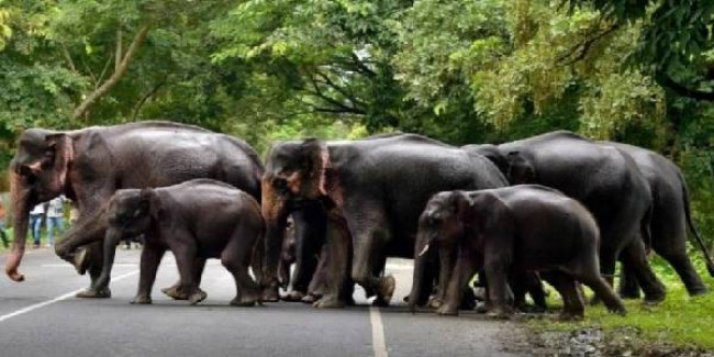 Jharkhand to bear education expenses of children if family head killed in elephant attack
