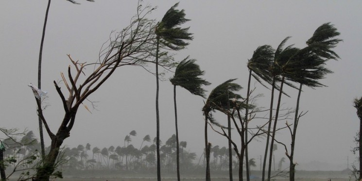 Restoring the Greens: Plantation Drive Follows Fani Destruction in Odisha