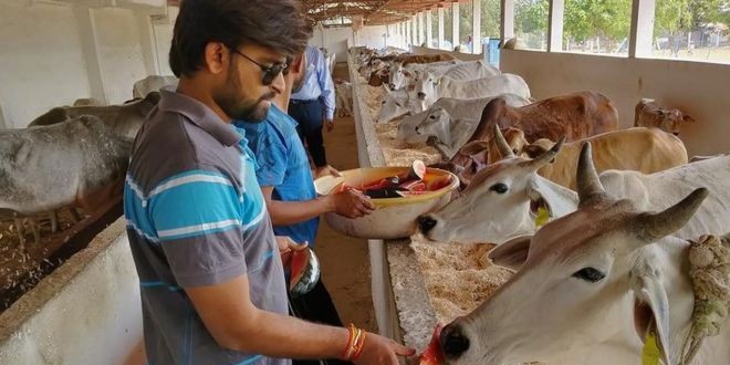 मध्य प्रदेशः गौरक्षा के नाम पर हिंसा के ख़िलाफ़ क़ानून की तैयारी, क्या होगी सज़ा