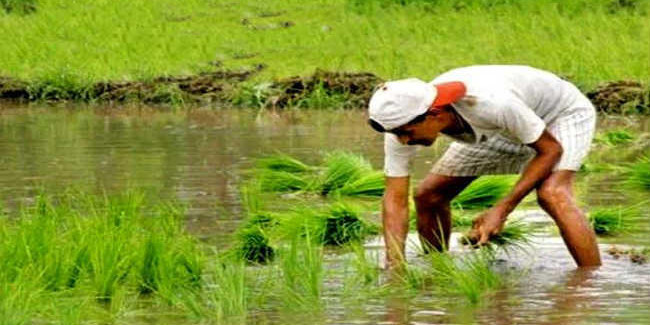 पीएम किसान निधि योजना में 52 लाख से अधिक आवेदन