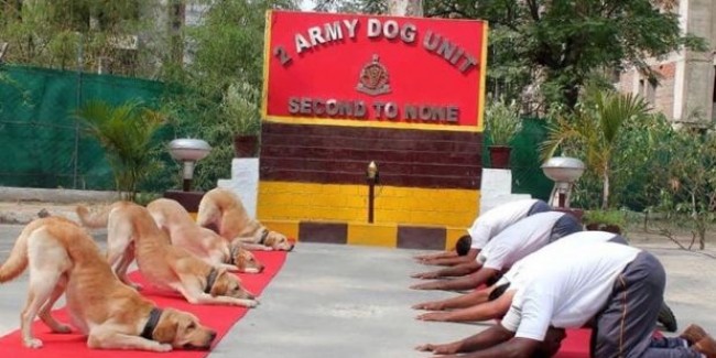 डॉग स्क्वॉड के योग करने पर राहुल ने लिखा 'न्यू इंडिया', हो गए ट्रोल