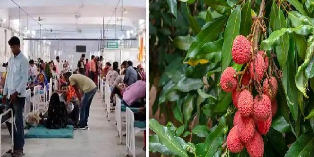 जापानी एन्सेफेलाइटिस से मुजफ्फरपुर में होने वाली बच्चों की मौतों में लीची मुख्य वजह नहीं : IMA